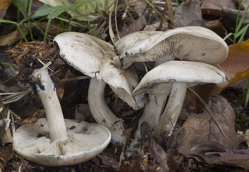 Lyophyllum leucophaeatum